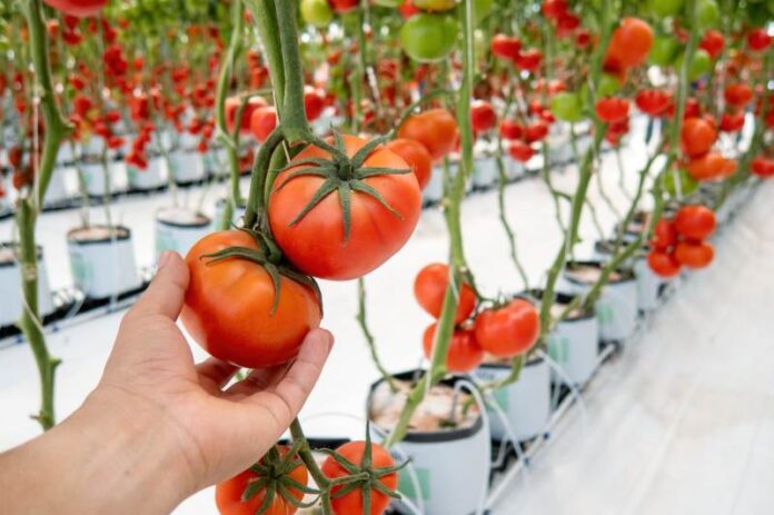 Metody ekologicznej uprawy pomidorów w szklarni oraz pod osłonami