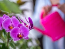 Ratunek dla storczyka jak skutecznie rozwiązać problemy z orchideami