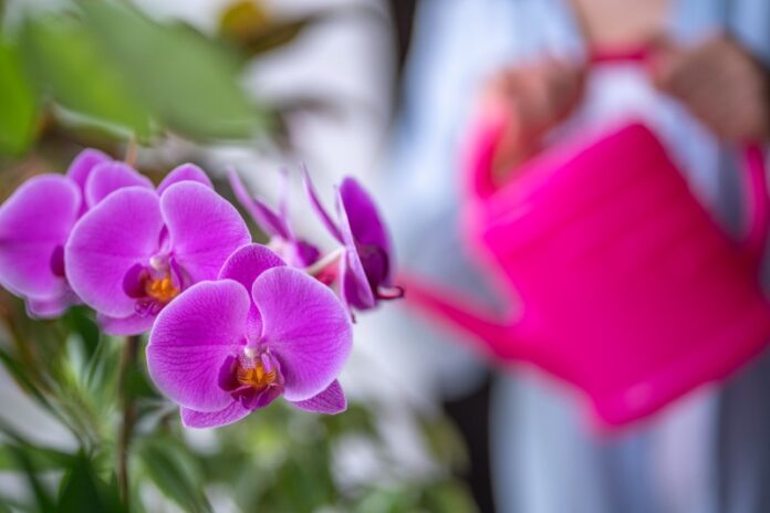 Ratunek dla storczyka jak skutecznie rozwiązać problemy z orchideami