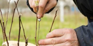 Uprawa wierzby mandżurskiej w ogrodzie: sadzenie, pielęgnacja, cięcie - ciekawostki dendrologiczne
