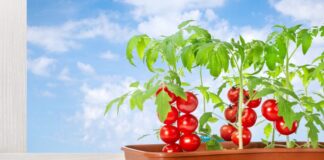Dlaczego pomidory nie owocują, pomimo kwitnienia? Jak skutecznie zapylać pomidory?