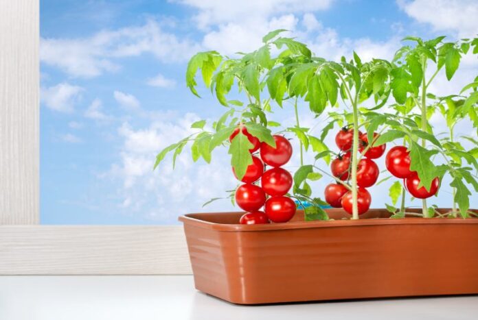 Dlaczego pomidory nie owocują, pomimo kwitnienia? Jak skutecznie zapylać pomidory?