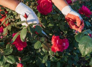 Sadzenie i pielęgnacja róż rabatowych: najlepsze miejsce w ogrodzie i sposoby dbania o interesujące odmiany