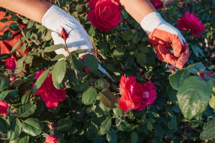 Sadzenie i pielęgnacja róż rabatowych: najlepsze miejsce w ogrodzie i sposoby dbania o interesujące odmiany