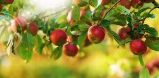 Współczesne gatunki jabłek do kultywacji w ogrodzie rodinnym – jak pielęgnować i które wybrać