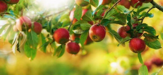 Współczesne gatunki jabłek do kultywacji w ogrodzie rodinnym – jak pielęgnować i które wybrać
