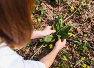 Jak i kiedy sadzić cebulki lilii oraz jak głęboko je sadzić do gruntu